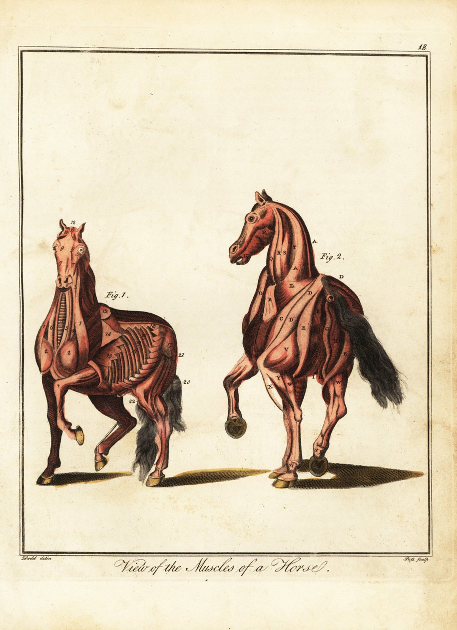 Spierstelsel van een paard. 1792 door Daniel (after) Dodd