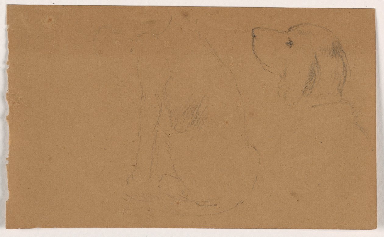 Tekening, Dash (een Setter), hoofd en lichaam, ca. 1862 door Daniel Huntington