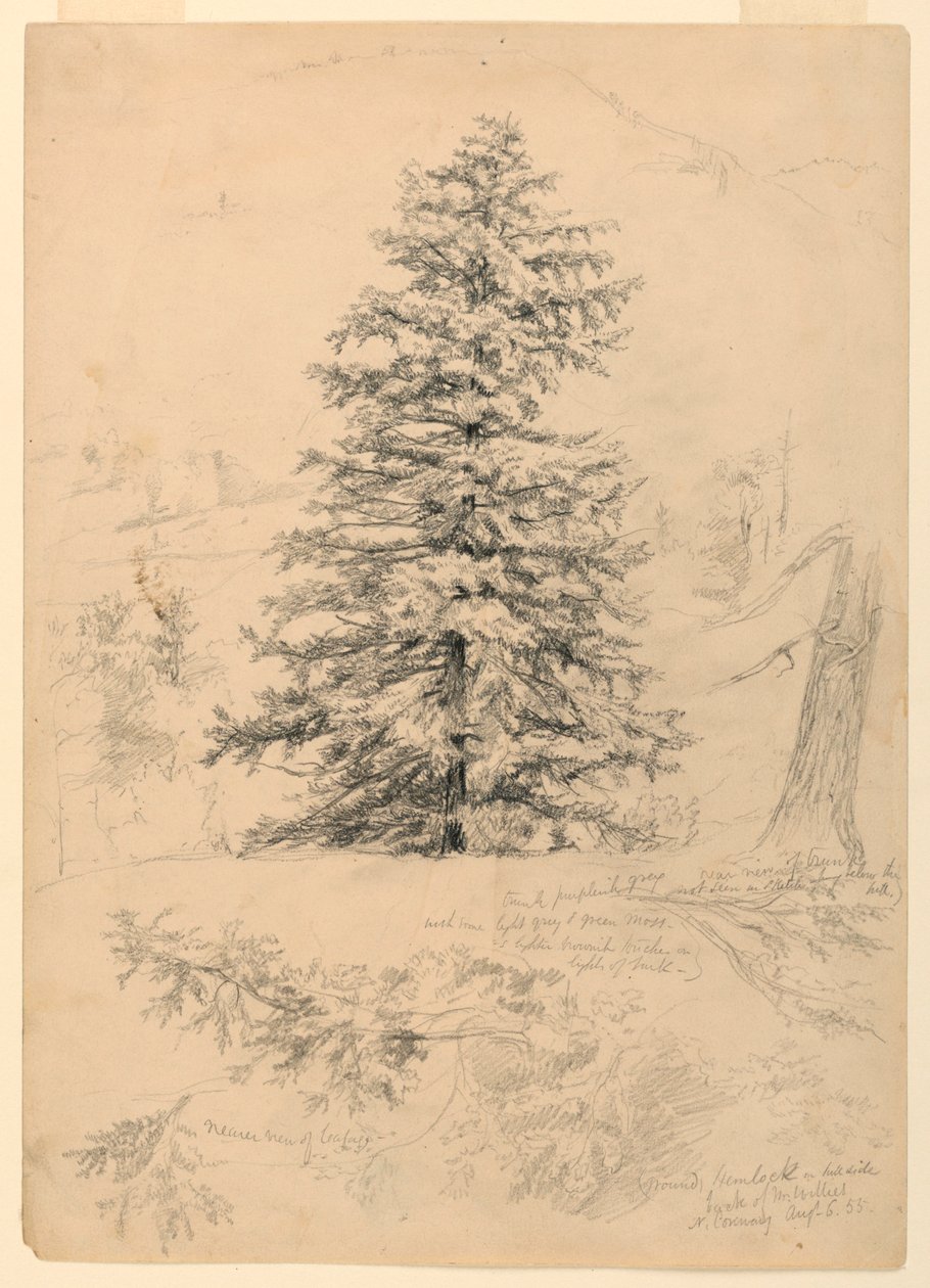 Tekening, Studie van een Hemlock, North Conway, New Hampshire, 6 augustus 1855 door Daniel Huntington