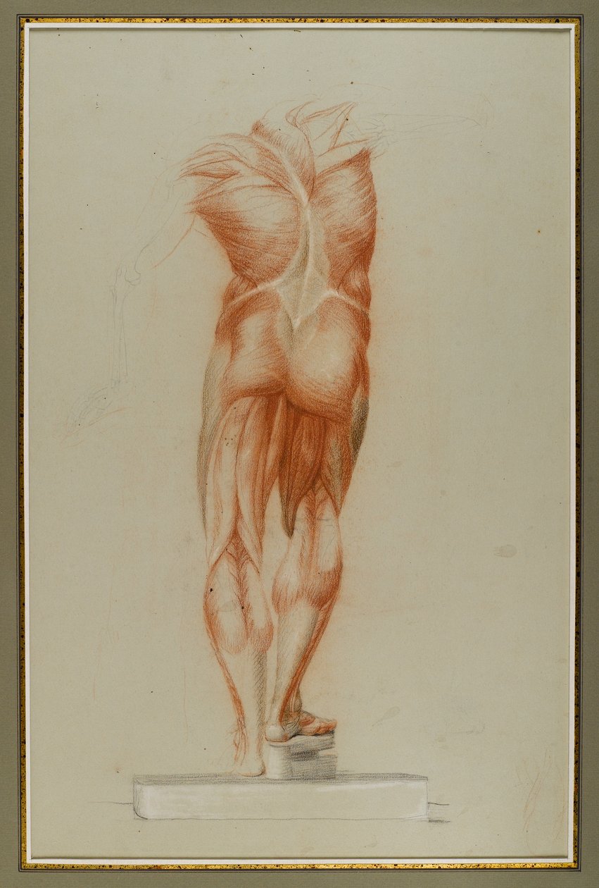 Écorché (Figurenstudie van Musculatuur), c.1848 door Daniel Huntington