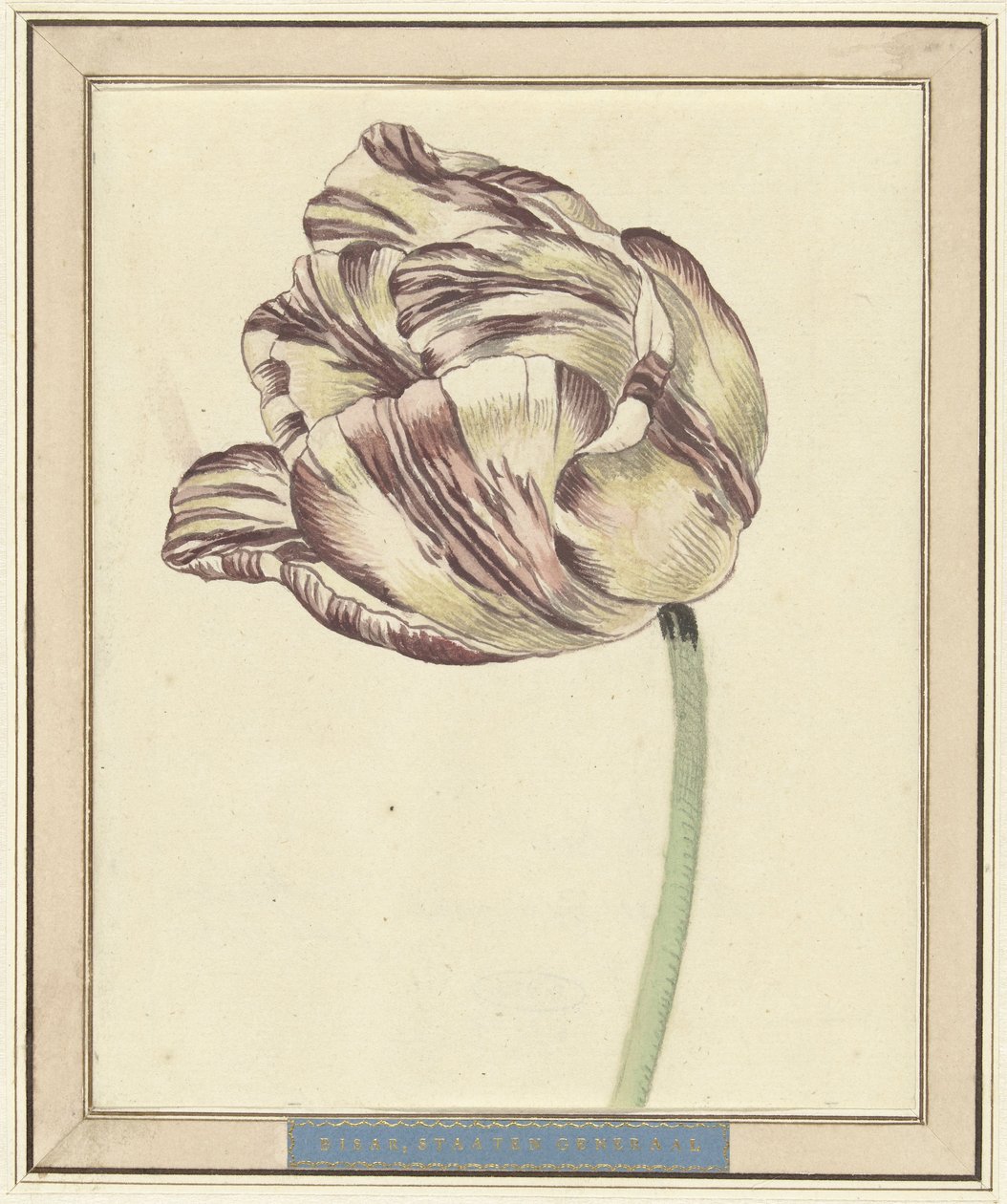 Tulp, met de naam Bisar, Staaten Generaal door Daniël Marot (II)