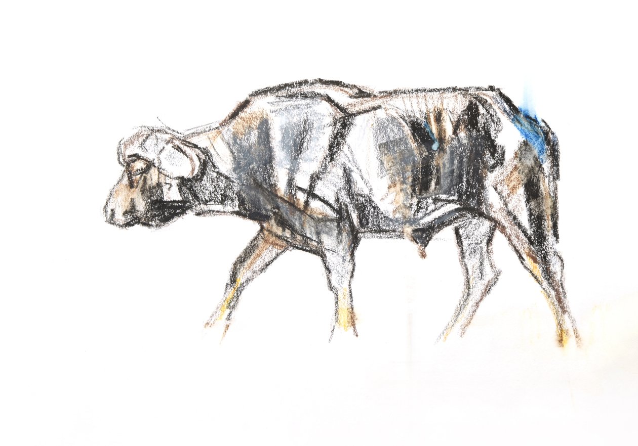 Afrikaanse buffel door David Mayer