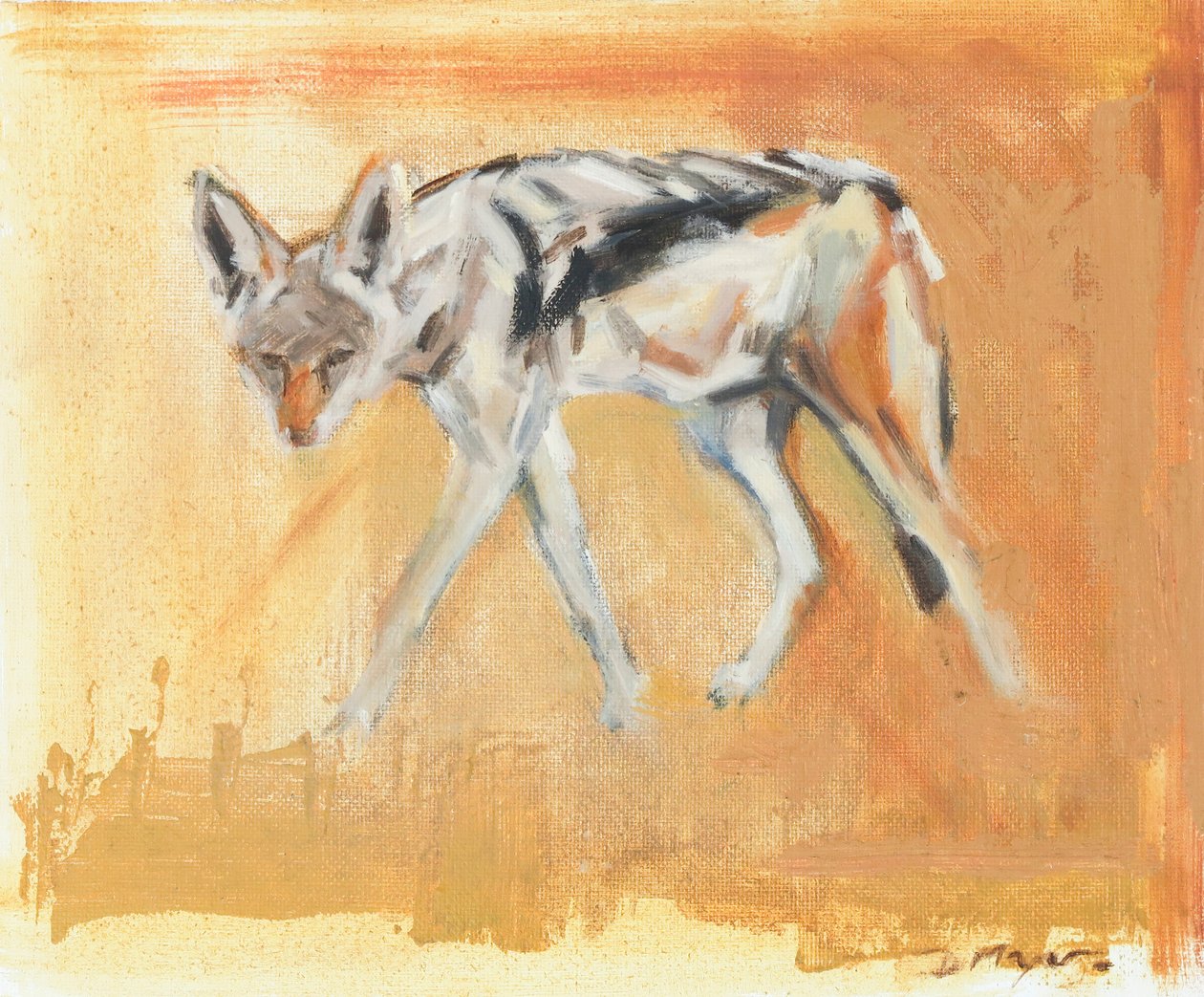 Zwartgerugde jakhals, 2021 door David Mayer