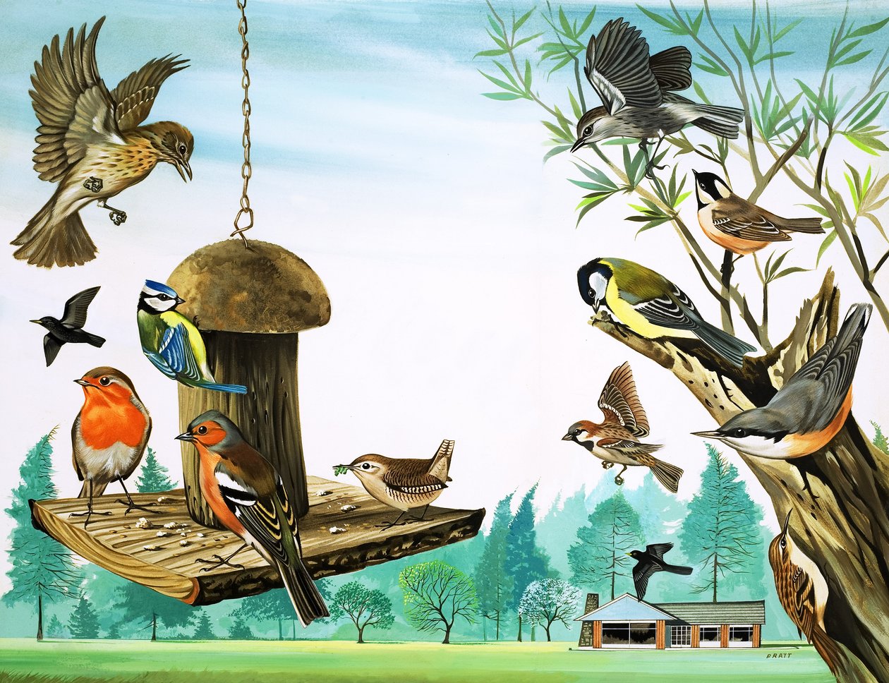 Allerlei vogels rond de tuintafel, illustratie uit 