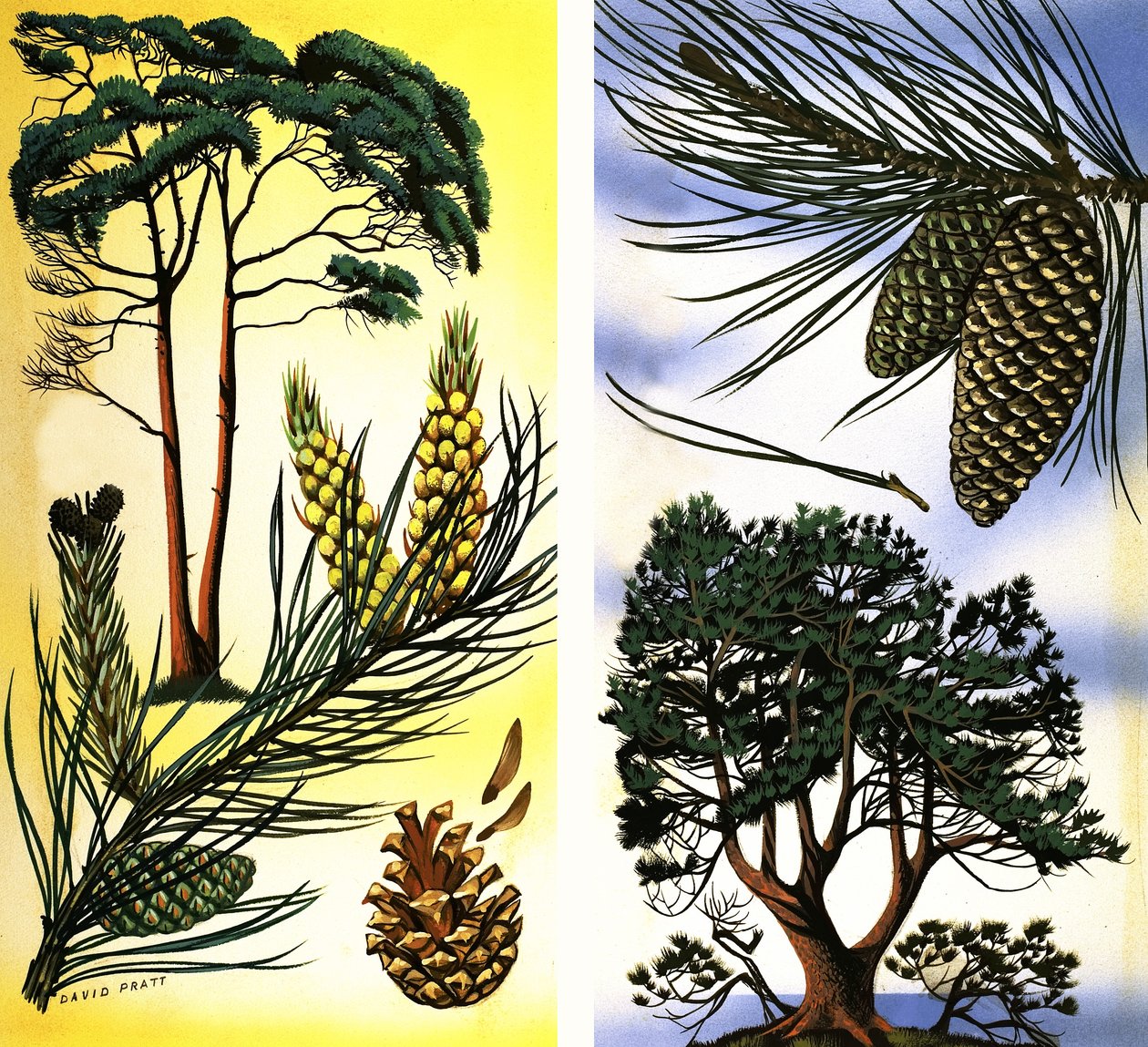 Alle soorten dennen en sparren: Grove den  zeeden door David Pratt