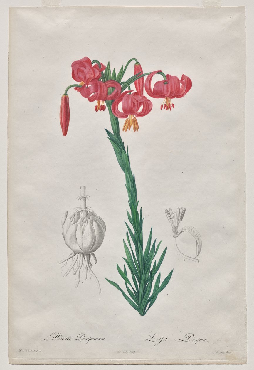 Lillium Pomponium (Turbanlelie), plaat 7 uit Les Liliacées door De Gouy