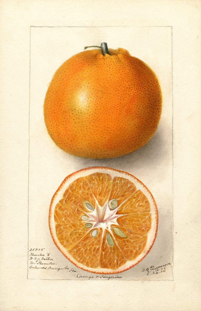 Sinaasappels (Citrus sinensis: Thornton nr. 5) (aquarel) door Deborah Griscom Passmore