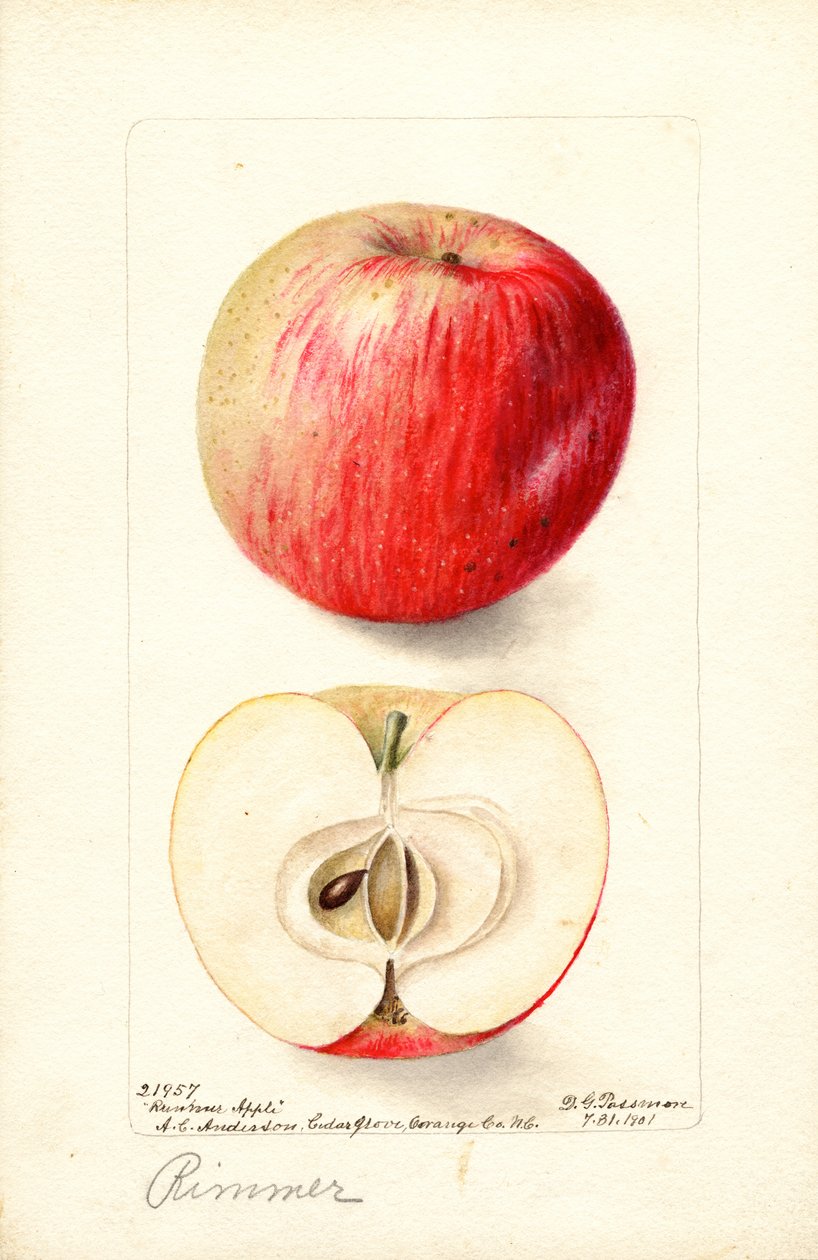 Rimmer Appels (Malus domestica) (aquarel) door Deborah Griscom Passmore