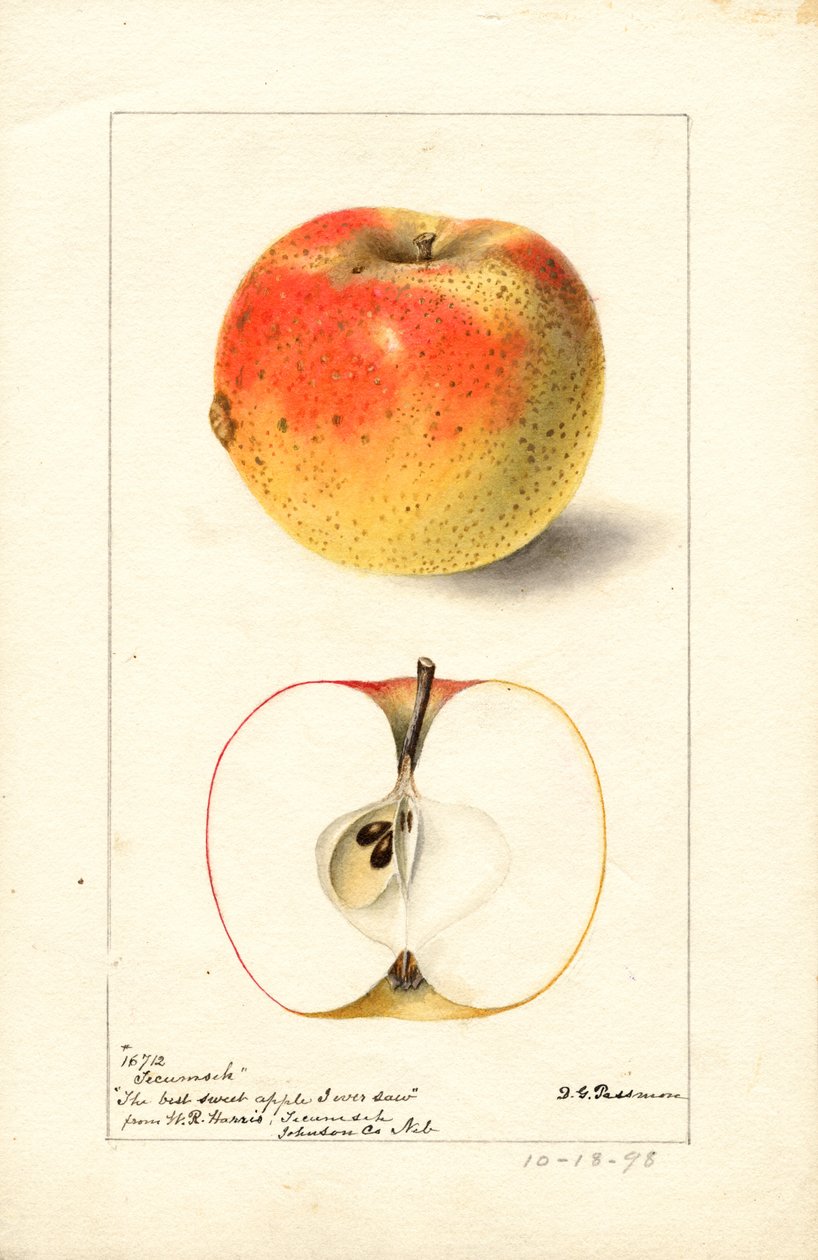 Tecumseh appels ( Malus domestica) (aquarel) door Deborah Griscom Passmore