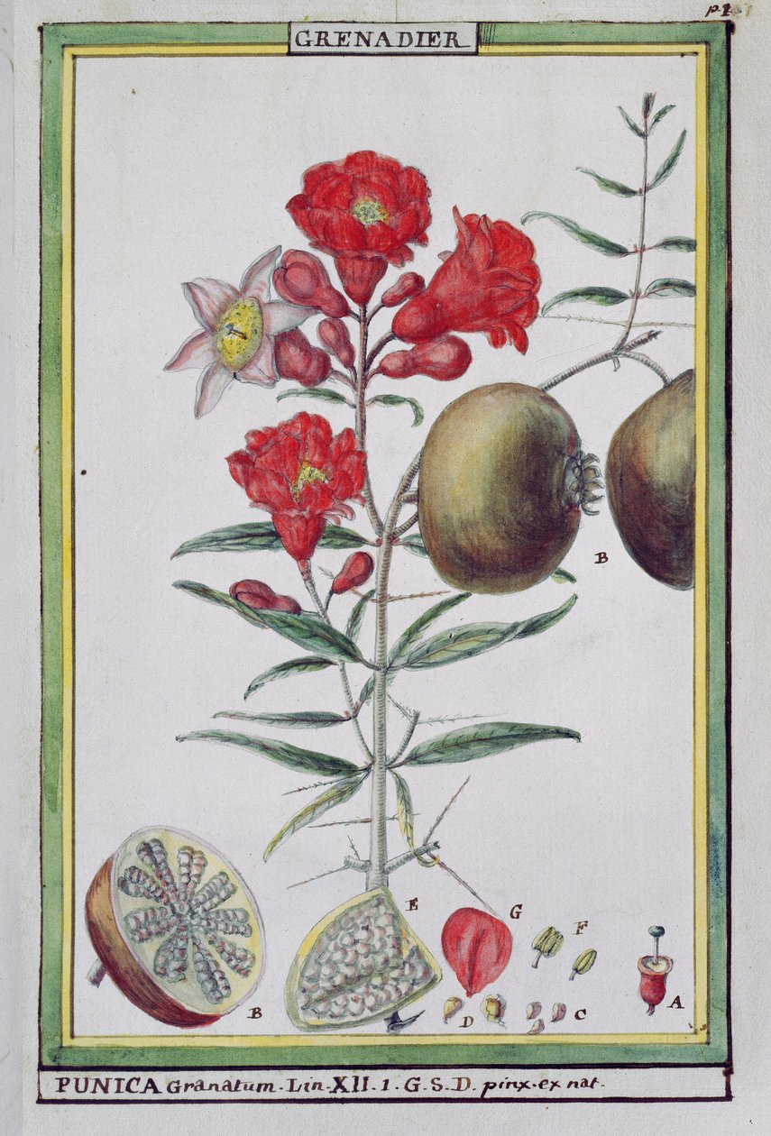 Granaatappelboom, uit Florindie ou Historie physico-economique des vegetaux de la Torride, 1789 door Delahaye