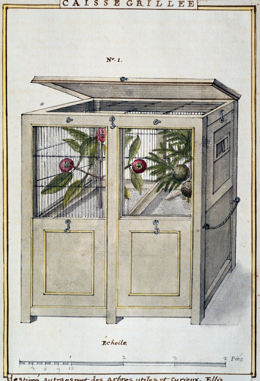 Container voor het transport van nuttige en interessante bomen, aquarel door Delahaye, gebaseerd op Florindie ou Histoire physico-economique des vegetaux de la Torride (Fysiek-Economische Geschiedenis van Planten uit de Tropen) door Delahaye Delahaye