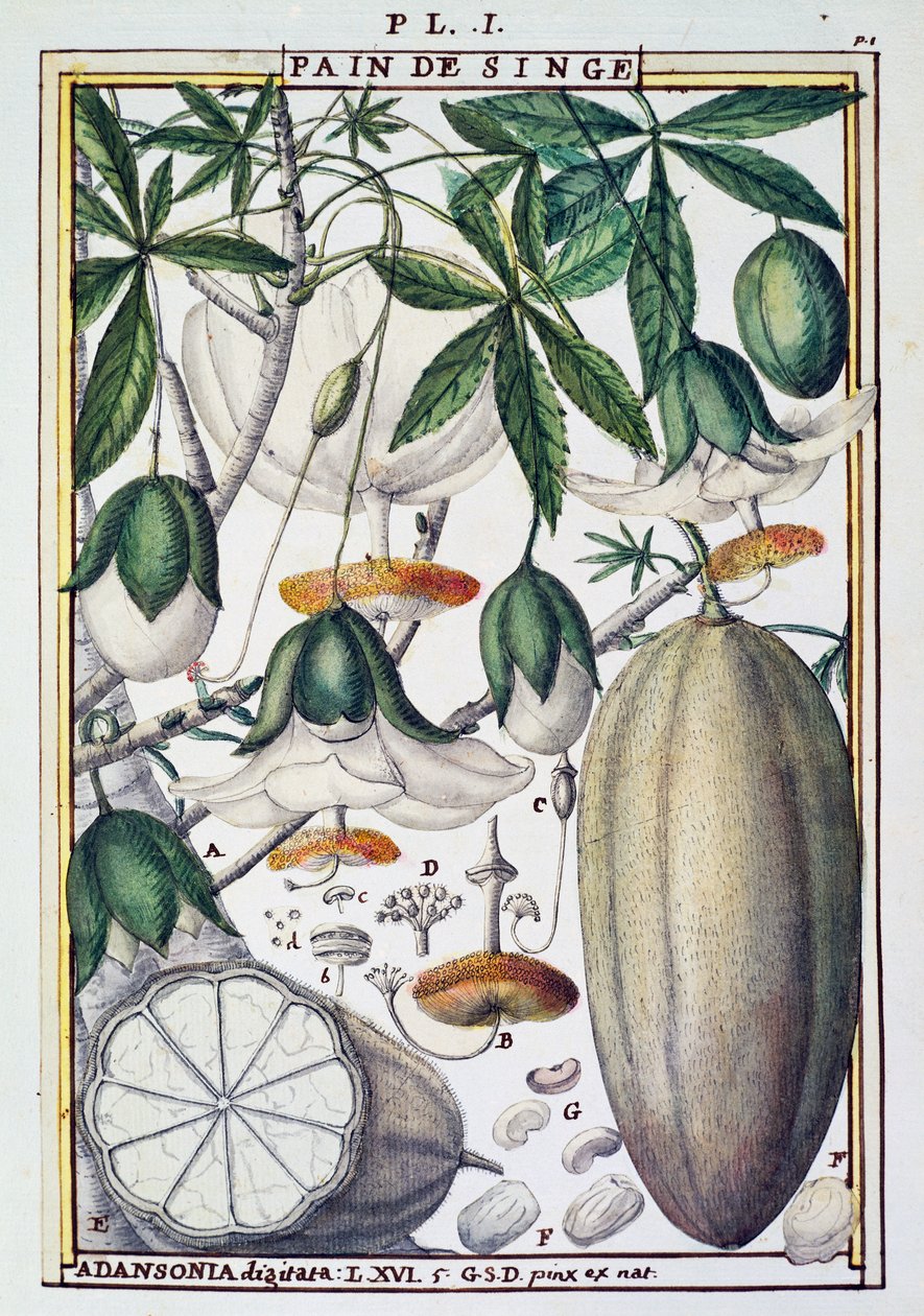 Vruchten en bloemen van baobabboom (Adansonia digitata) door Delahaye, uit Florindie ou Historie physico-economique des Vegetaux de la Torride door Delahaye Delahaye