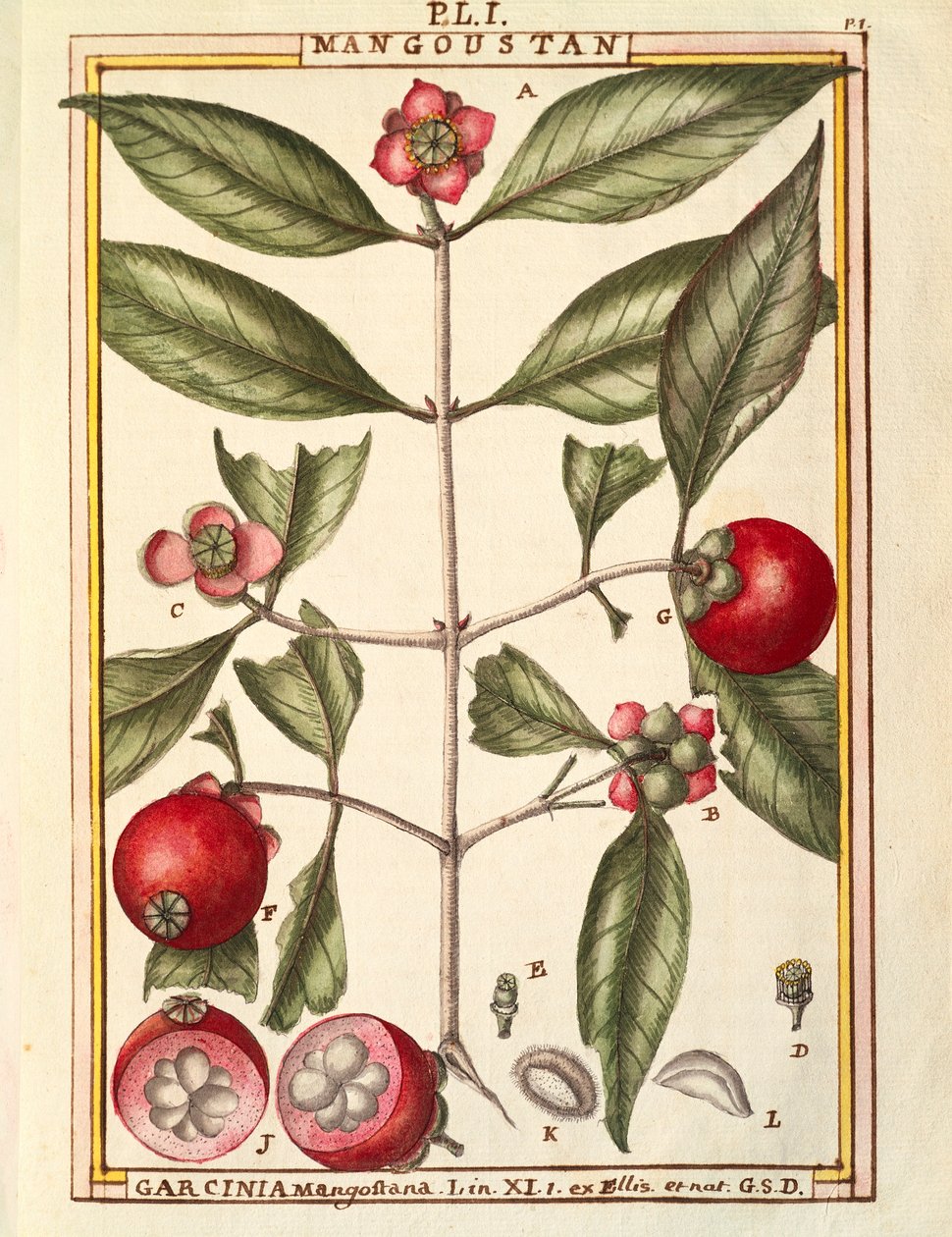 Mangosteen (Garcinia mangostana), aquarel door Delahaye door Delahaye Delahaye