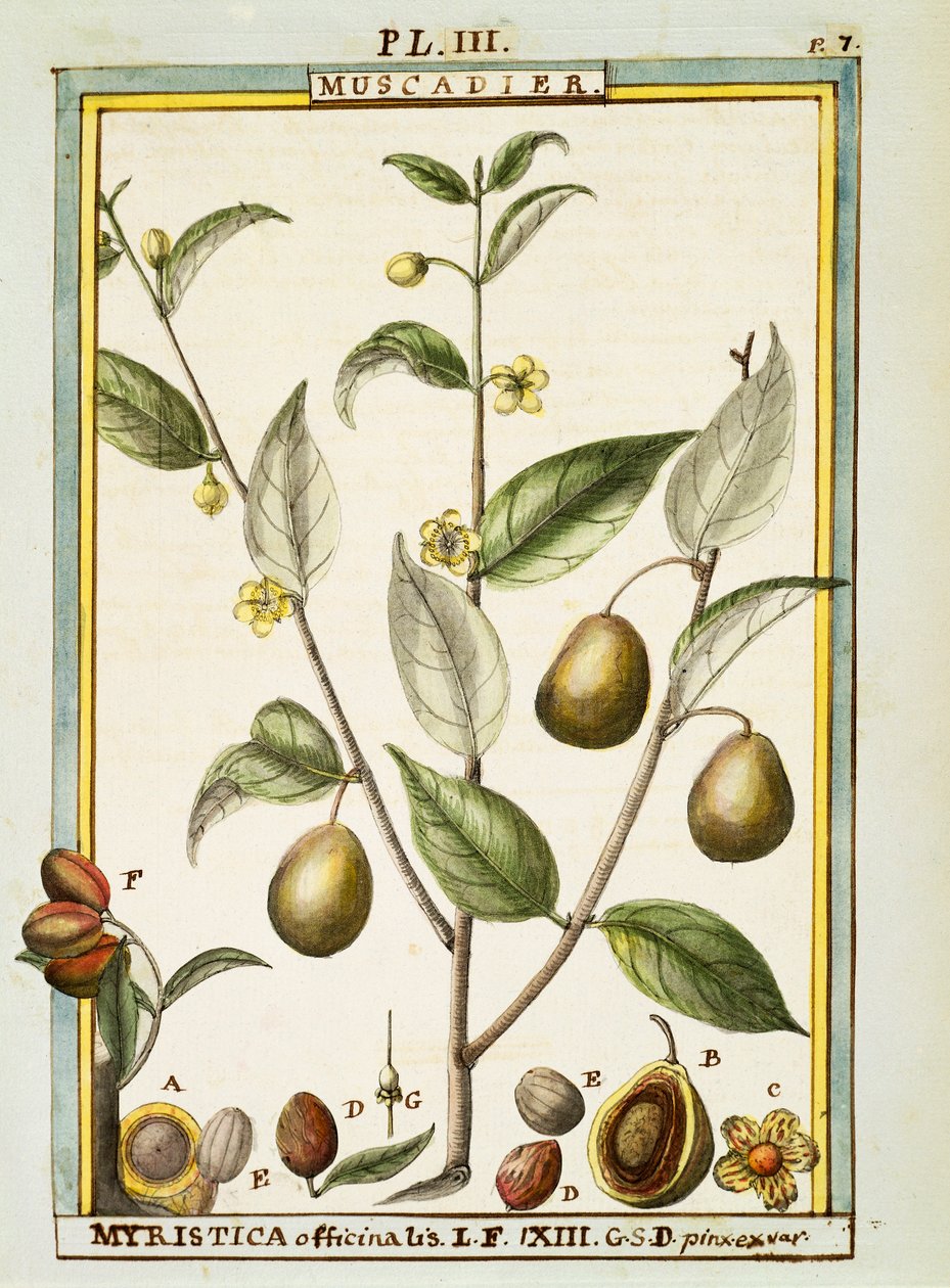 Nootmuskaat (Myristica fragrans of officinalis), aquarel door Delahaye door Delahaye Delahaye