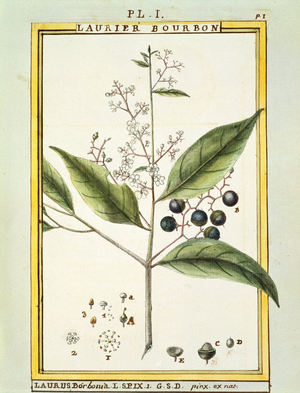 Rode Laurier (Laurus borbonia of Persea carolinensis), aquarel door Delahaye door Delahaye Delahaye