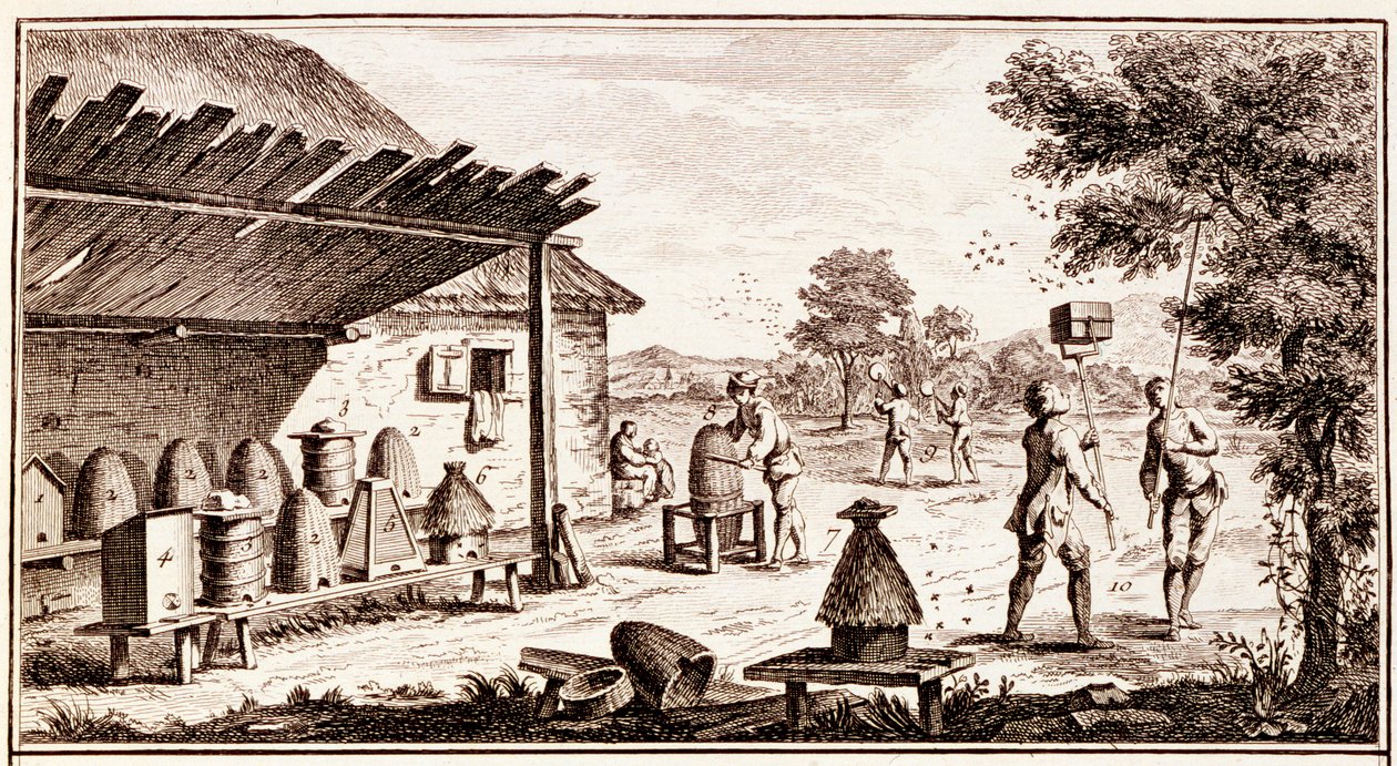 Bijenteelt, uit Woordenboek der Wetenschappen, c.1770 gravure (detail) door Denis Diderot