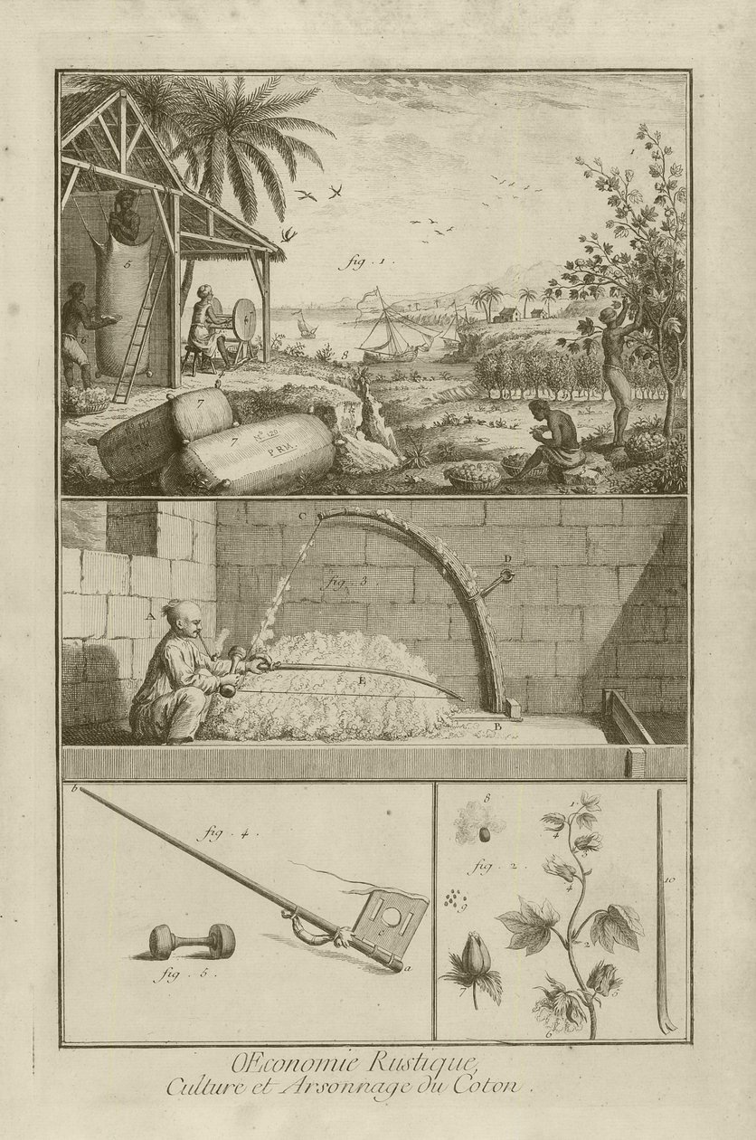 Katoenveld in Amerika; Dorsen met een Boog; Katoenplant, 1762 door Denis Diderot