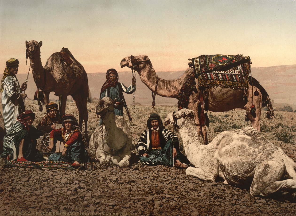 Kamelen Haltend in de Woestijn, Heilig Land, c.1890 door Detroit Photographic Co.