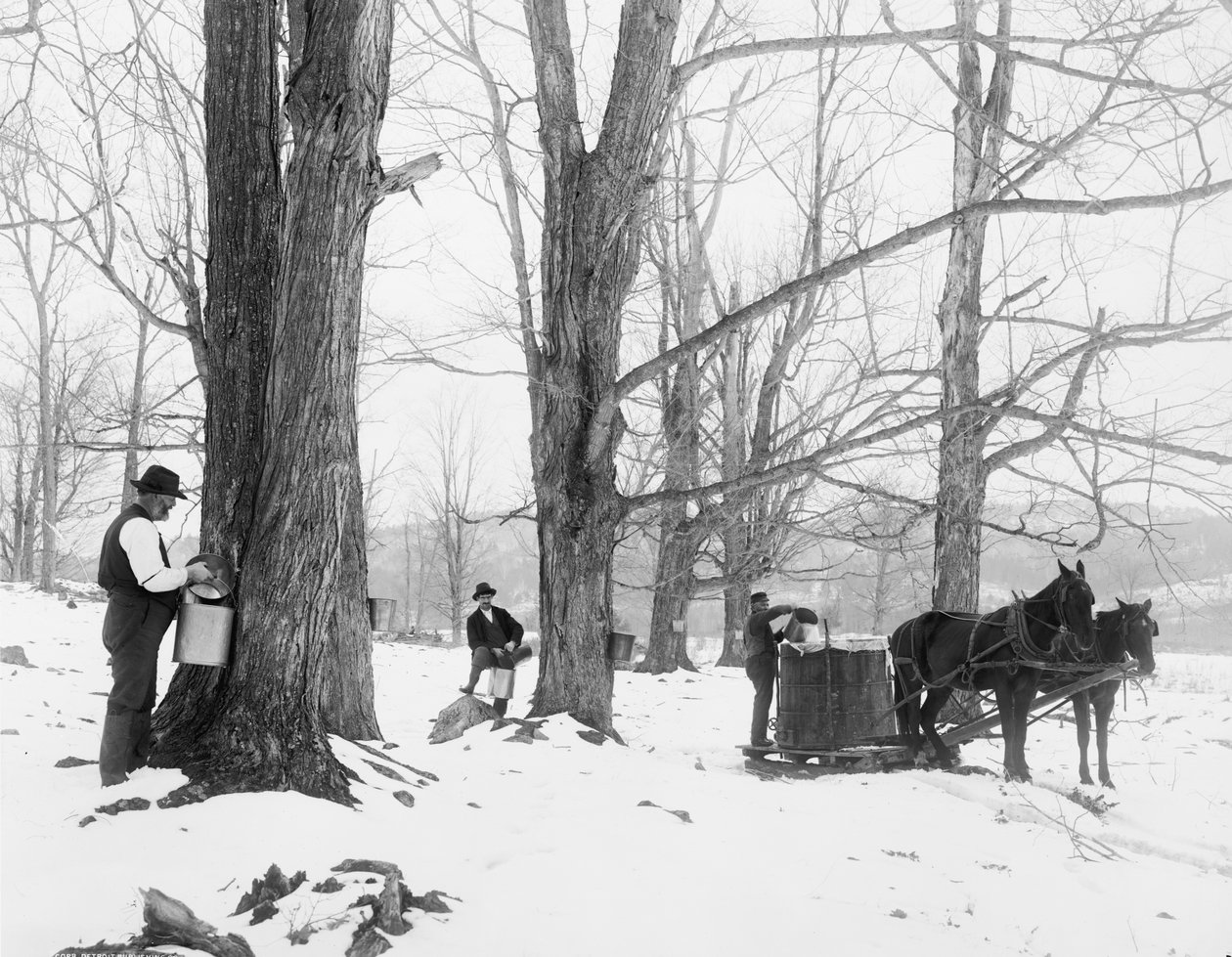 Sap verzamelen in een Vermont esdoorn suiker kamp door Detroit Publishing Co.