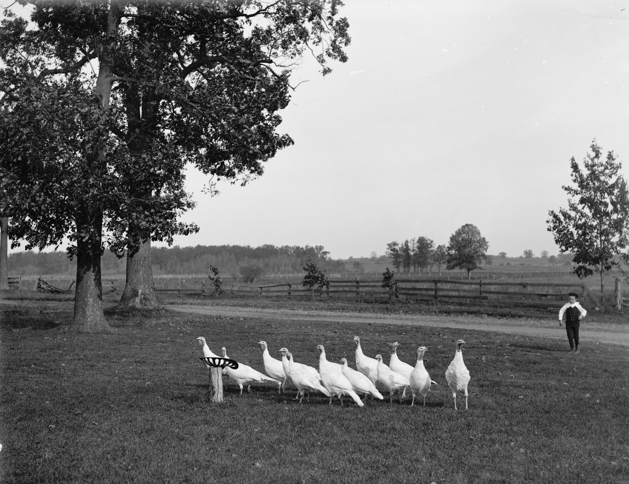 Witte Hollandse kalkoenen, 1900 door Detroit Publishing Co.