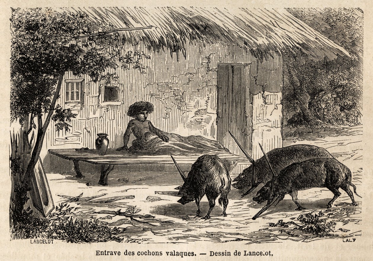 Obstructies van de anterieuren, aldus geïmmobiliseerd, van valaque varkens, in Roemenië. Gravure ter illustratie van de reis van Parijs naar Boekarest, door Lancelot, tekenaar, in 1860, gepubliceerd in 