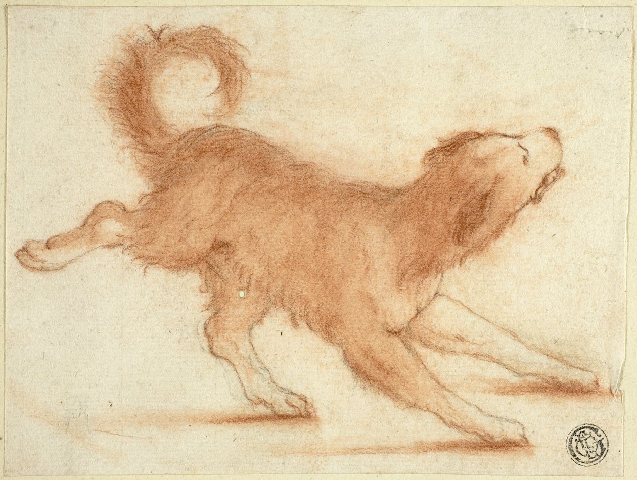 Grommende hond, klaar om toe te slaan door Dirk Valkenburg