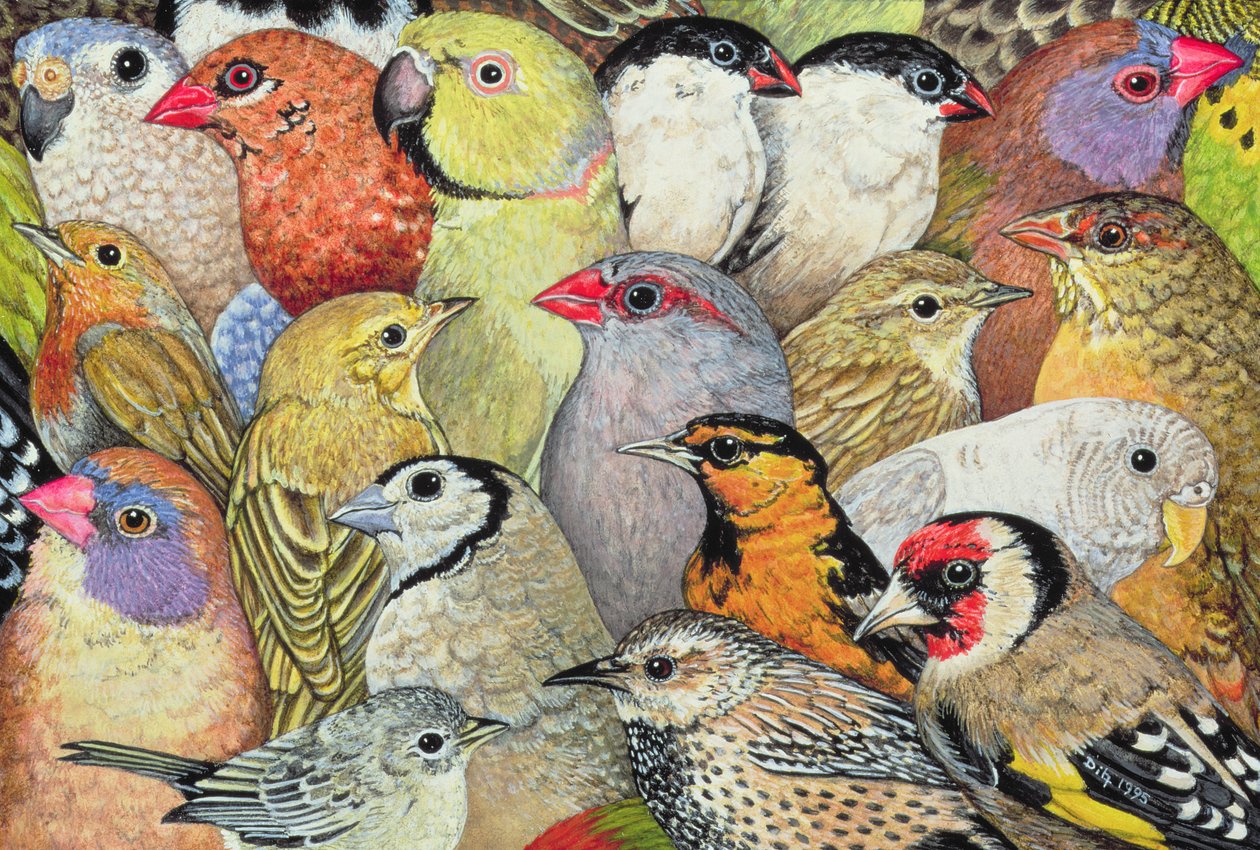 Patchwork-Vogels, 1995 door Ditz