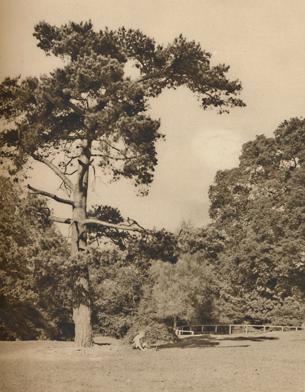 In Hadley Woods, overblijfsel van het oude koninklijke jachtbos van Enfield Chase, ca. 1935 door Donald McLeish