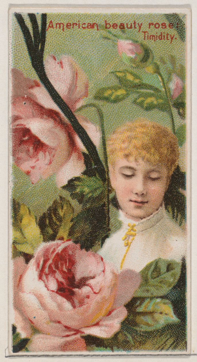 American Beauty Rose: Verlegenheid, uit de serie Floral Beauties and Language of Flowers, 1892 door Donaldson Brothers