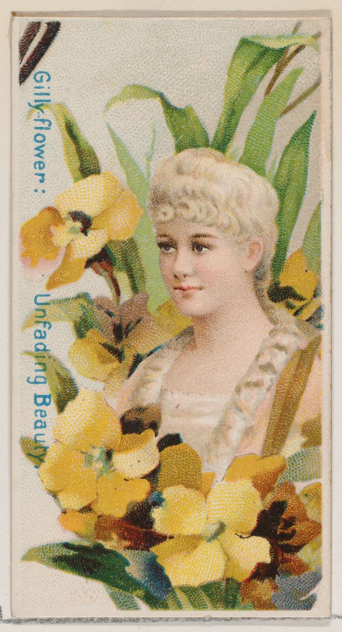 Gillyflower: Onvergankelijke Schoonheid, uit de serie Bloemenpracht en Taal van Bloemen N7..., 1892 door Donaldson Brothers