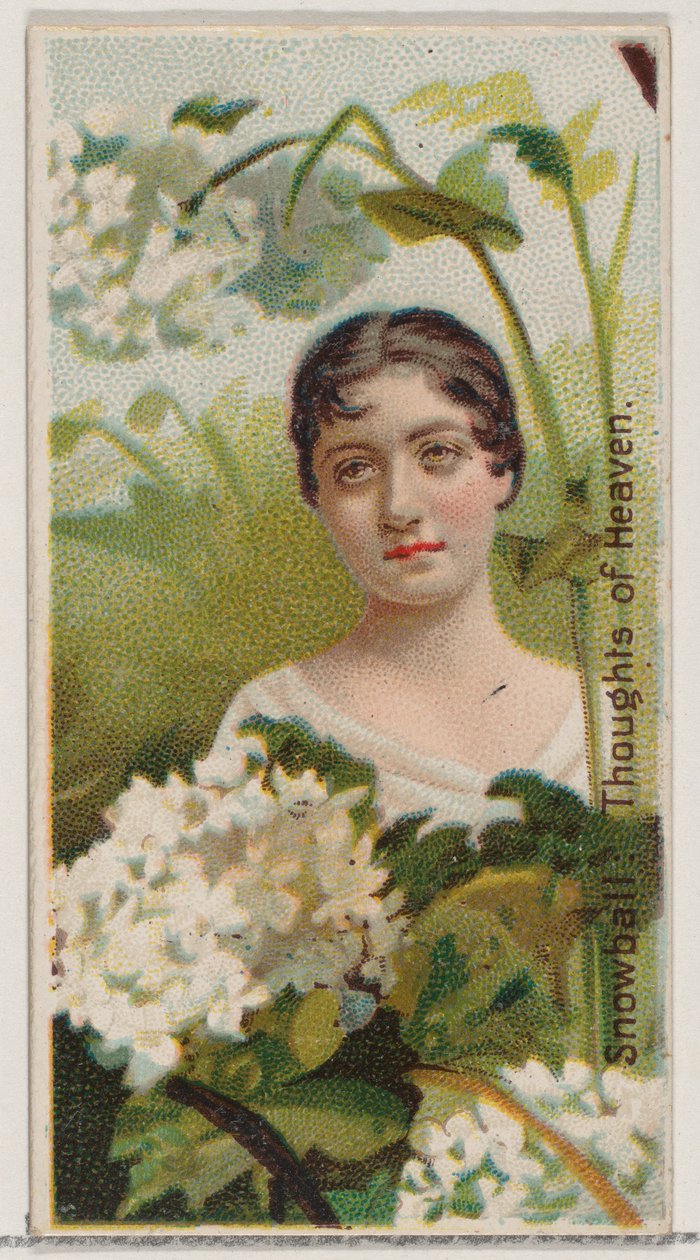Sneeuwbal: Gedachten aan de Hemel, uit de serie Floral Beauties and Language of Flowers door Donaldson Brothers
