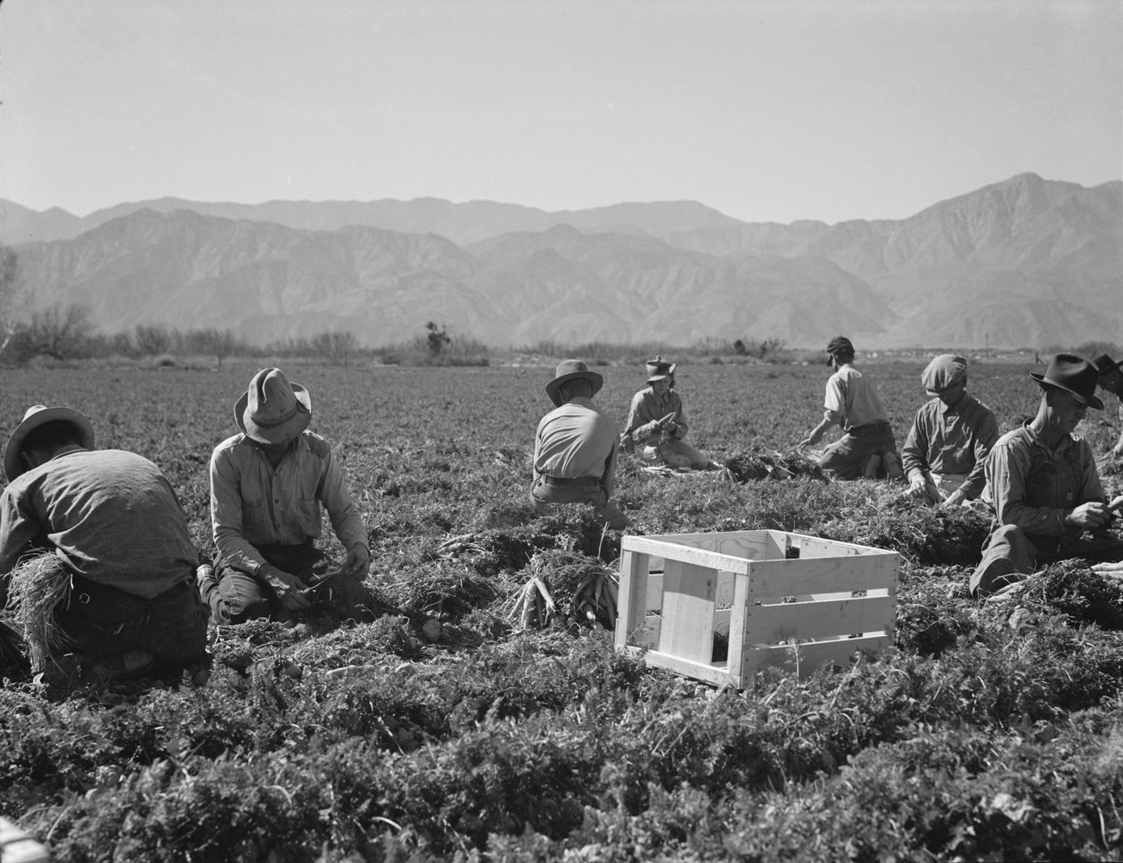 Worteltrekkers uit Texas, Oklahoma, Missouri, Arkansas en Mexico, Californië door Dorothea Lange