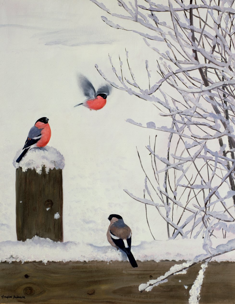 Goudvinken op een besneeuwd hek door Douglas Anderson