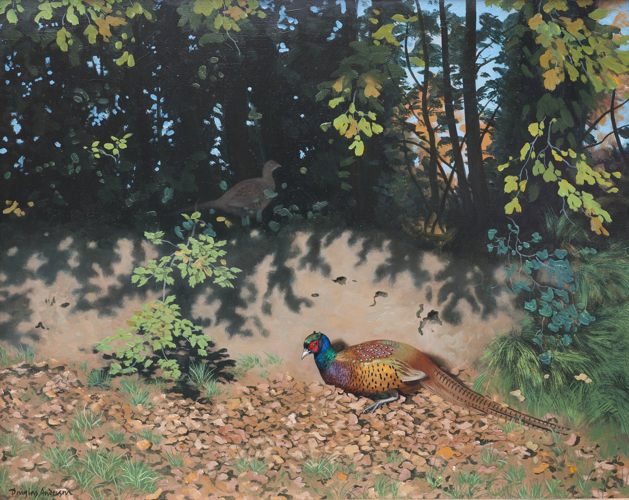 Fazant in de herfstzon, 2000 (olieverf op board) door Douglas Anderson