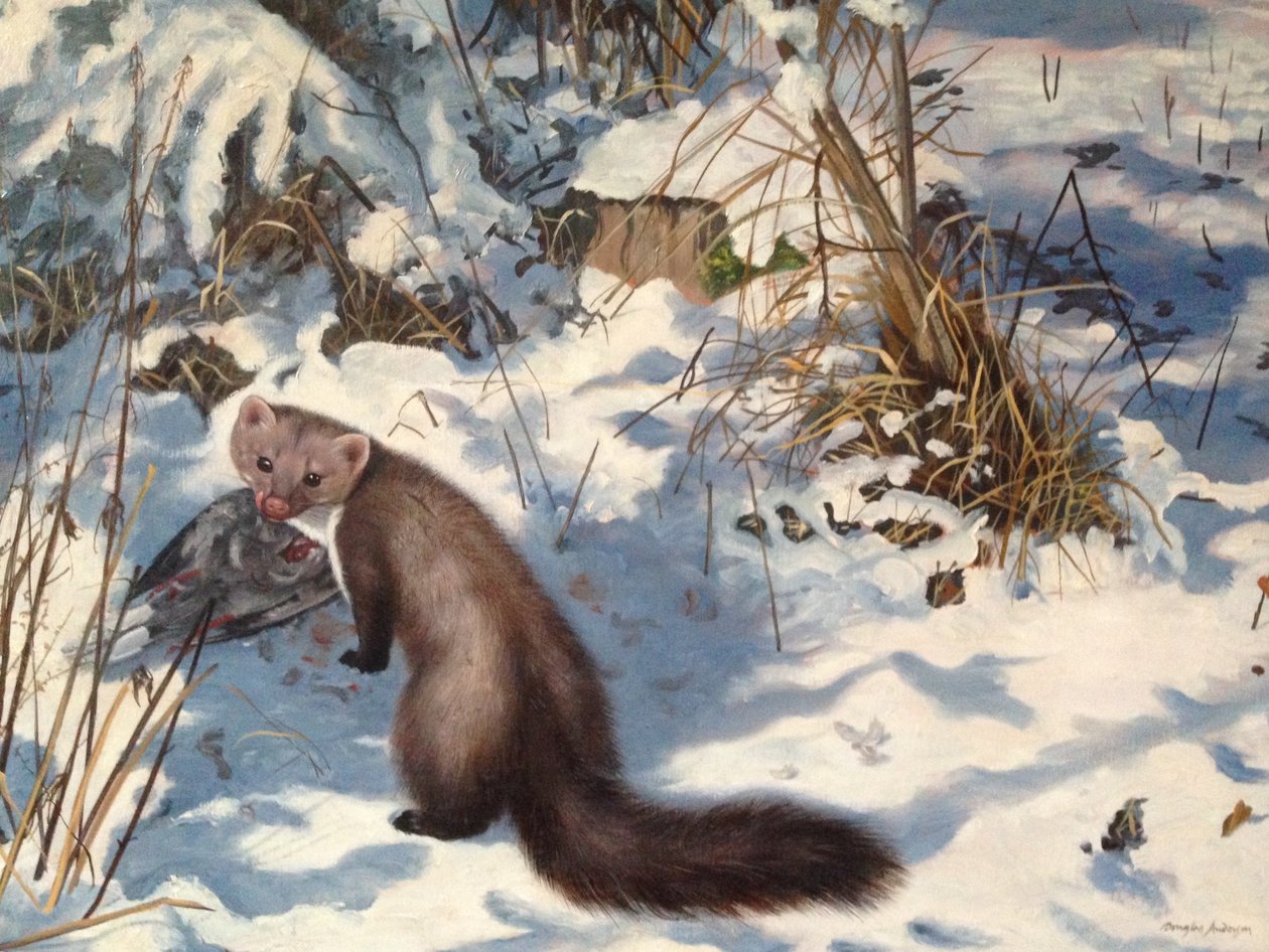 Steenmarter in de sneeuw (olieverf op doek) door Douglas Anderson