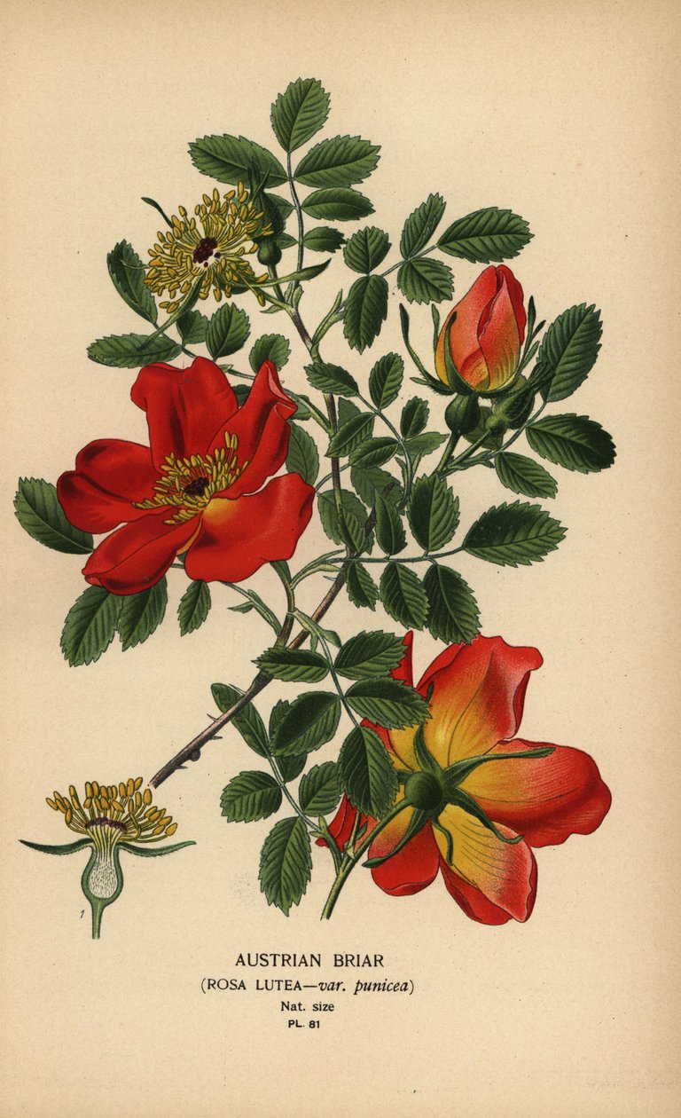 Oostenrijkse briarroos, Rosa lutea var. punicea. door Désiré Georges Jean Marie Bois