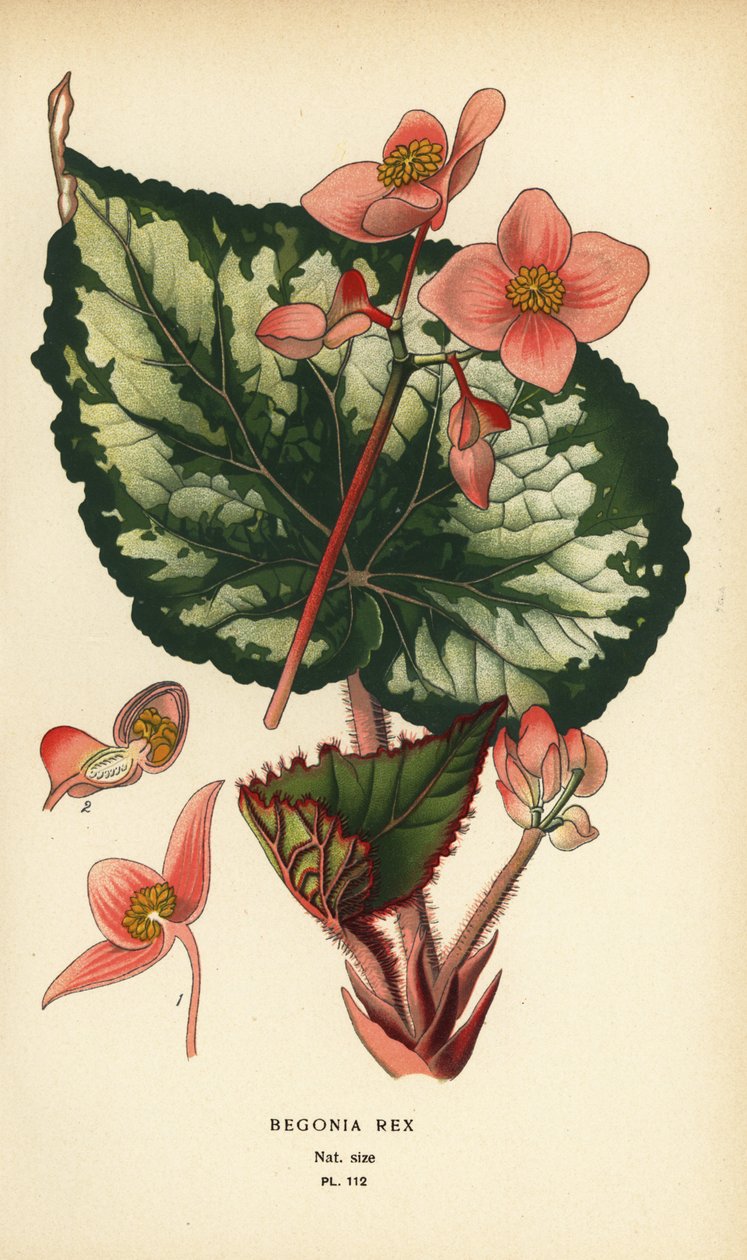 Begonia rex door Désiré Georges Jean Marie Bois