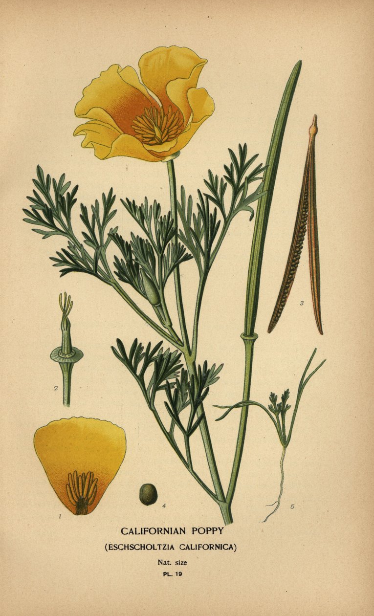 Californische klaproos, Eschscholzia californica door Désiré Georges Jean Marie Bois