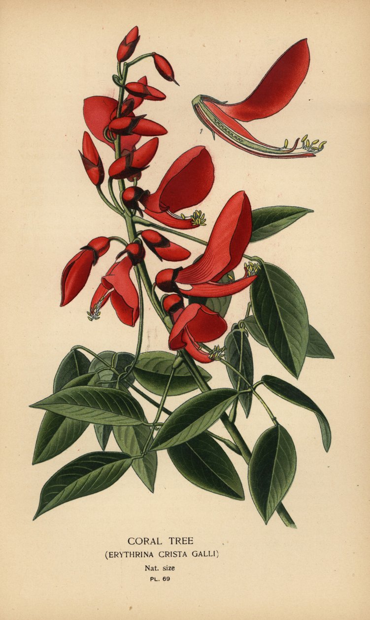 Koraalboom, Erythrina crista-galli door Désiré Georges Jean Marie Bois