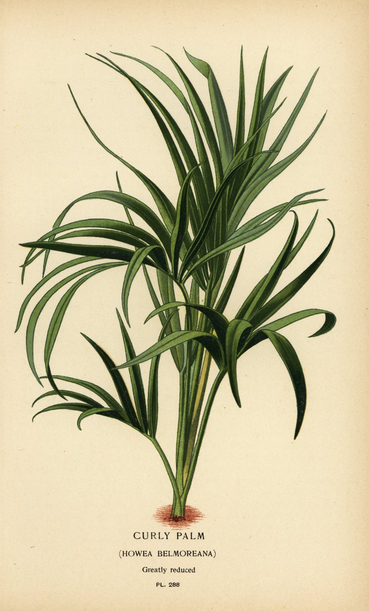 Krulpalm, Howea belmoreana. Kwetsbaar door Désiré Georges Jean Marie Bois