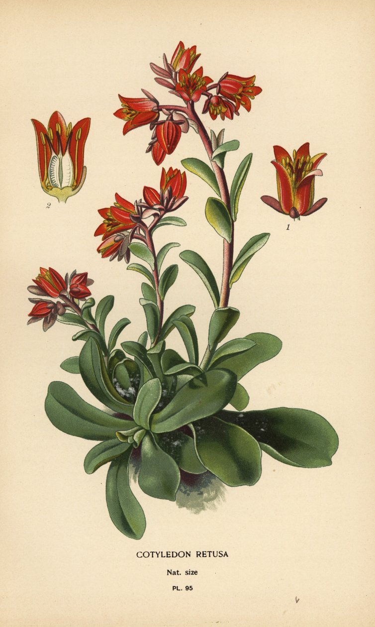 Echeveria fulgens door Désiré Georges Jean Marie Bois