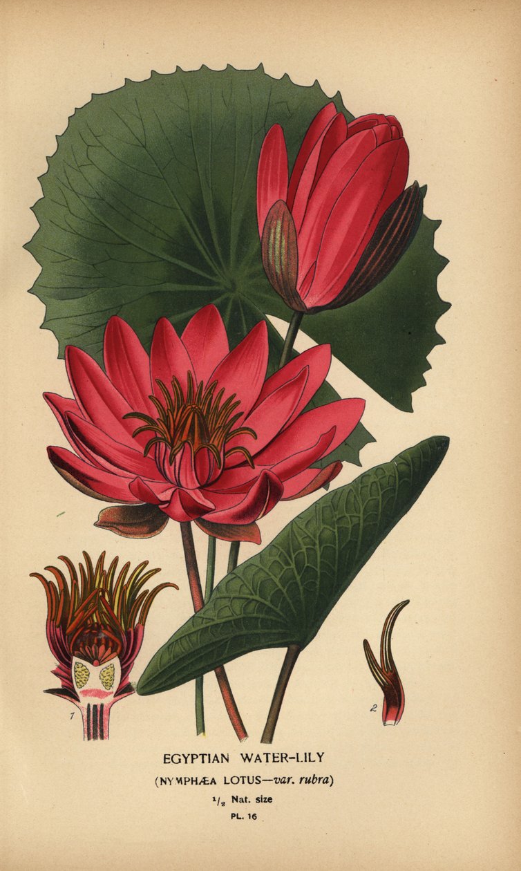 Egyptische waterlelie, Nymphaea lotus door Désiré Georges Jean Marie Bois