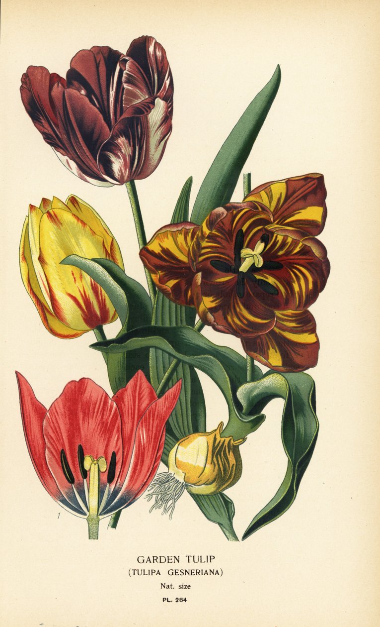 Tuintulp, Tulipa gesneriana. Chromolithografie van een illustratie door Desire Bois uit Edward Step