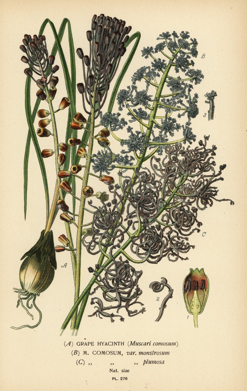 Blauwe druifjes, Leopoldia comosa. Chromolithografie naar een illustratie van Desire Bois uit Edward Step