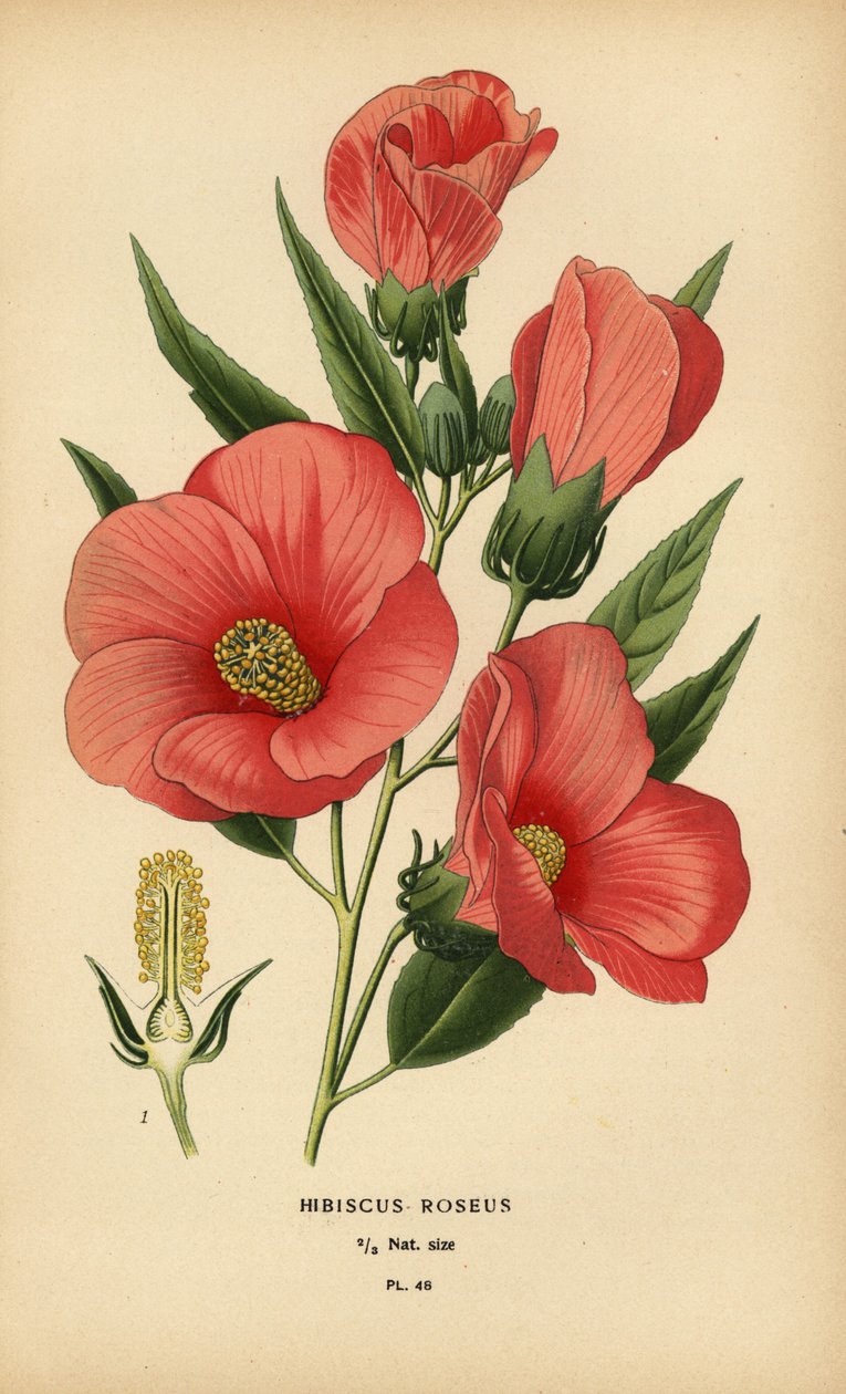 Hibiscus roseus door Désiré Georges Jean Marie Bois