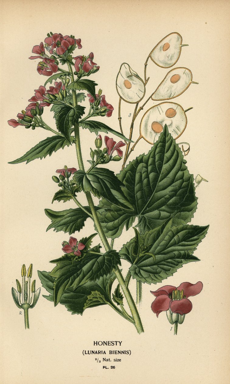 Judaspenning, Lunaria annua door Désiré Georges Jean Marie Bois