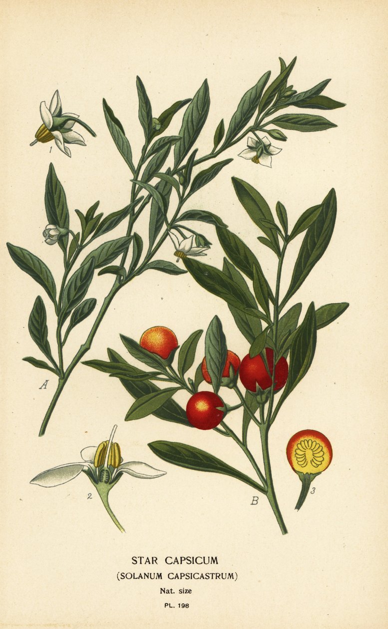 Jeruzalemkers, Solanum pseudocapsicum var. diflorum door Désiré Georges Jean Marie Bois