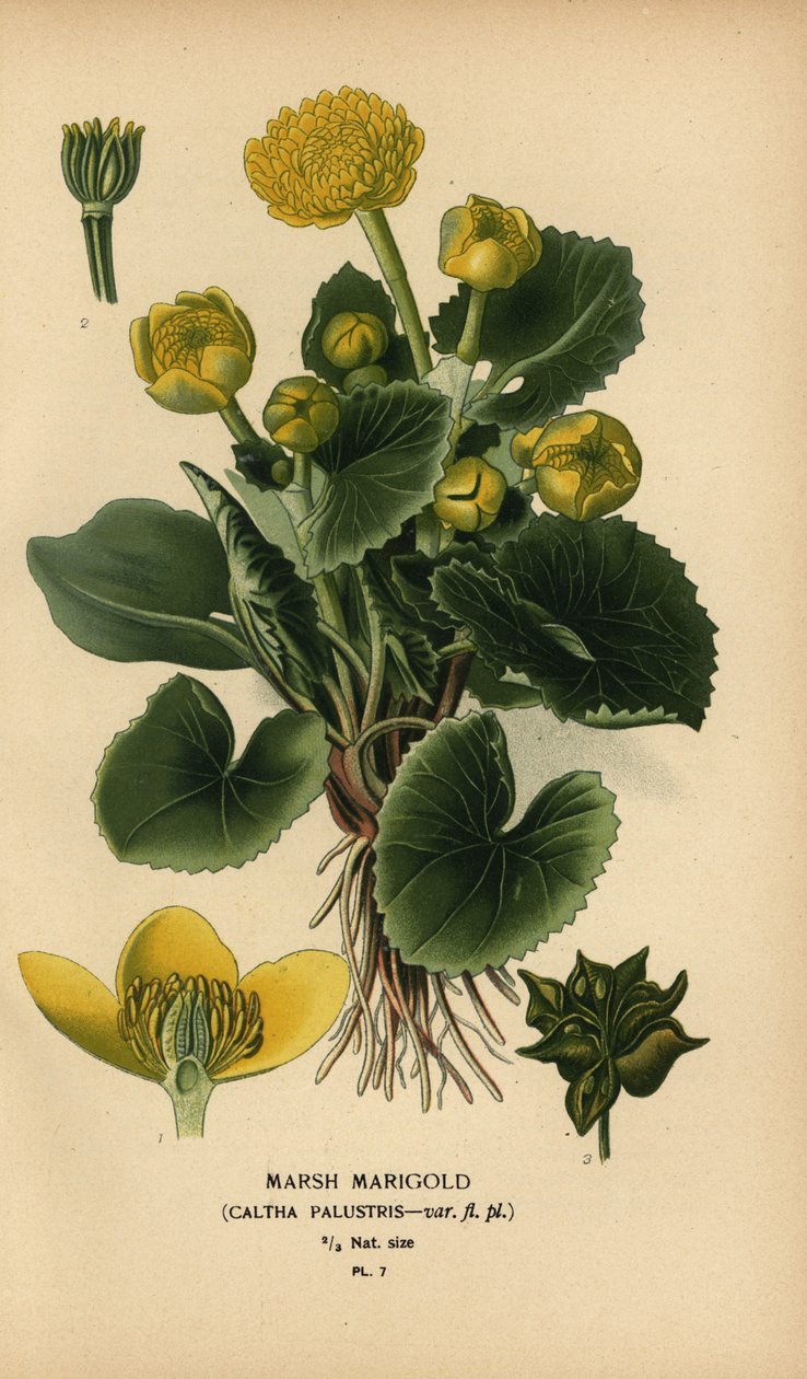 Moerasdotterbloem, Caltha palustris door Désiré Georges Jean Marie Bois