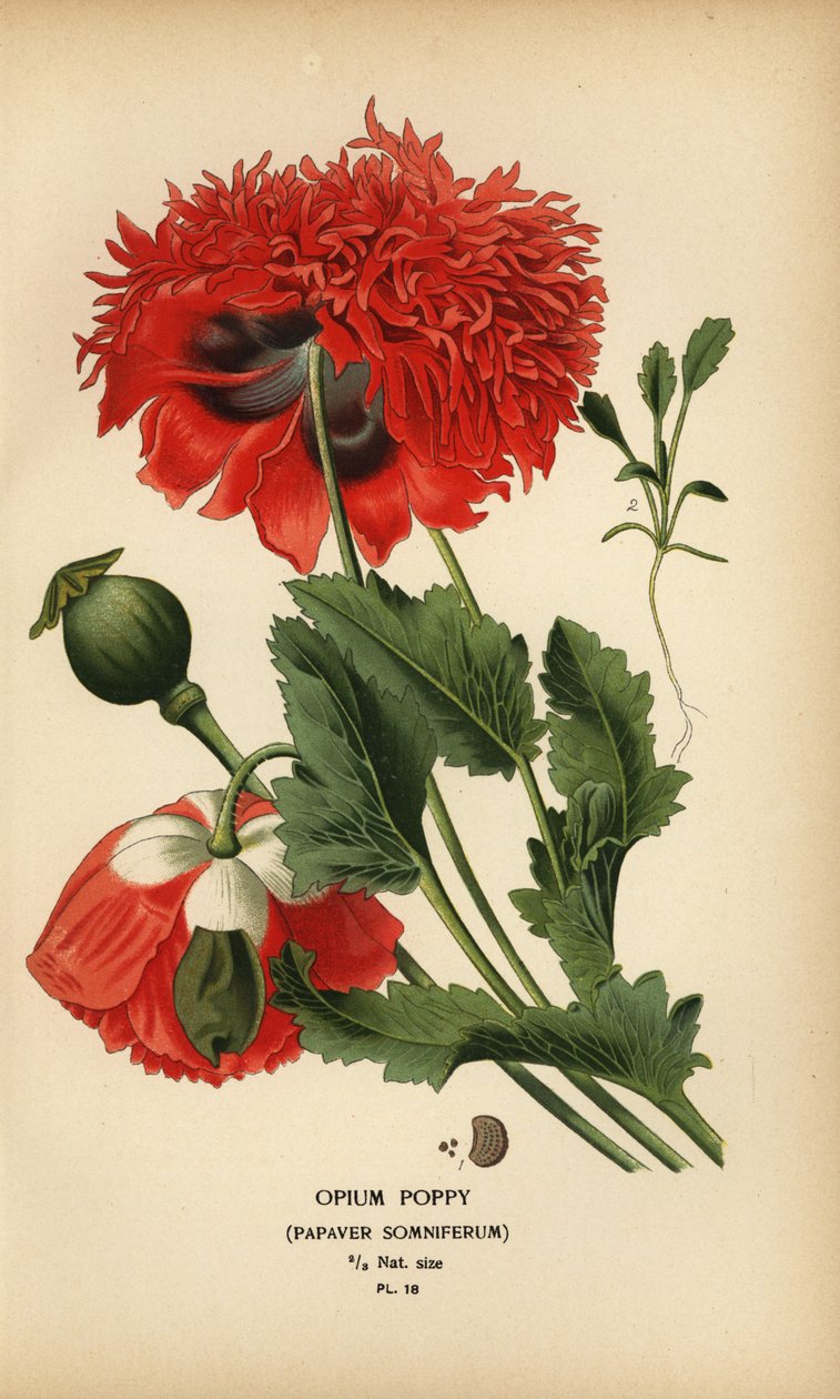 Opiumklaproos, Papaver somniferum door Désiré Georges Jean Marie Bois