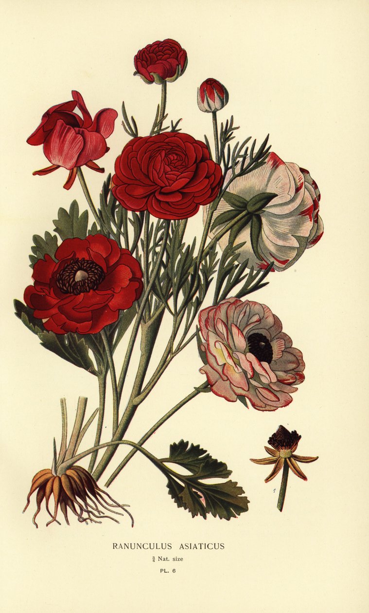 Perzische ranonkels, Ranunculus asiaticus door Désiré Georges Jean Marie Bois